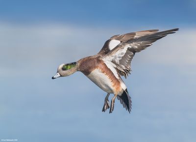 American Wigeon