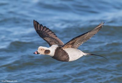 Long-tailedDuck113c2866.jpg