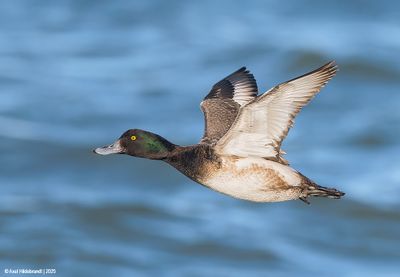 GreaterScaup06c4712.jpg