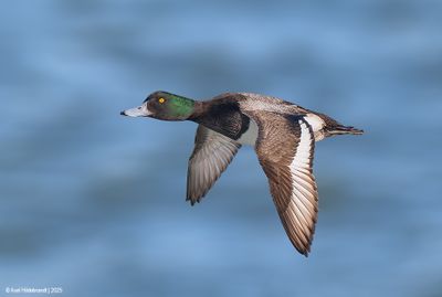 Greater Scaup