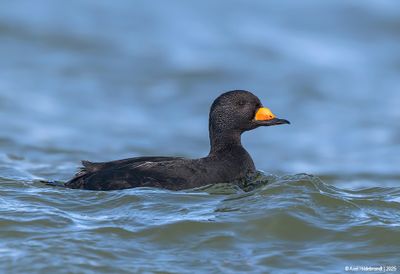 BlackScoter34c2069.jpg
