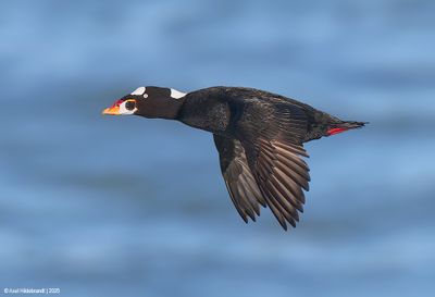 Surf Scoter