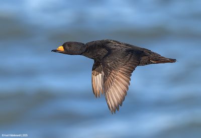 Black Scoter