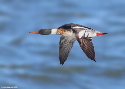 Red-breastedMerganser29c8228.jpg