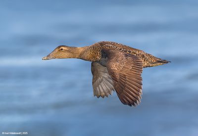 Common Eider
