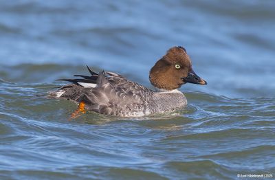 Common Goldeneye