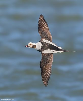 Long-tailedDuck114c4406.jpg