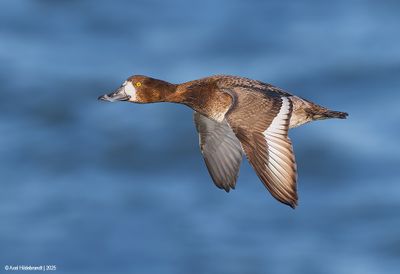 GreaterScaup09c4571.jpg