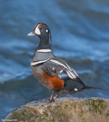 Harlequin Duck
