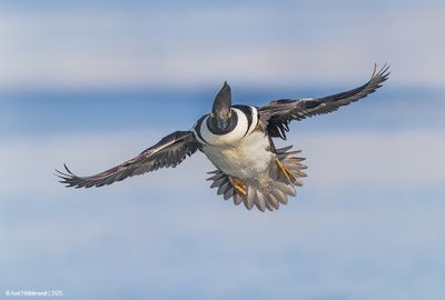 HoodedMerganser20c1661.jpg