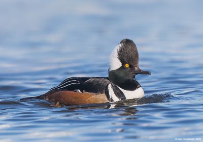 Hooded Merganser