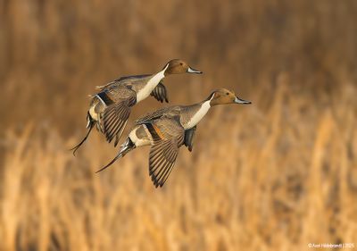 Northern Pintail
