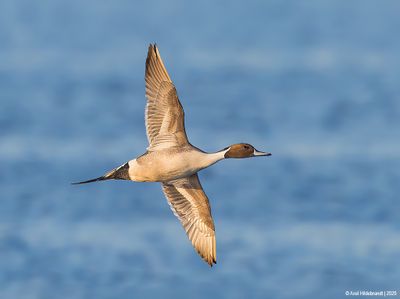 NorthernPintail05c9802.jpg