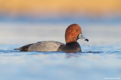 Redhead18c3104.jpg