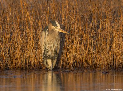 GreatBlueHeron73c8470.jpg