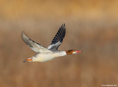 CommonMerganser62c1061.jpg