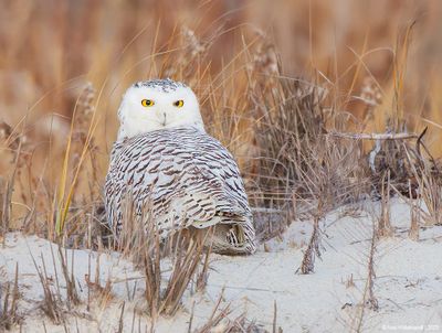 Snowy Owl