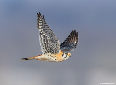 AmericanKestrel07c7171.jpg