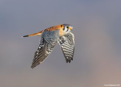AmericanKestrel08c7166.jpg
