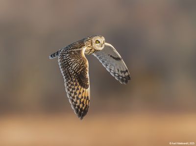 Short-earedOwl10c9760.jpg