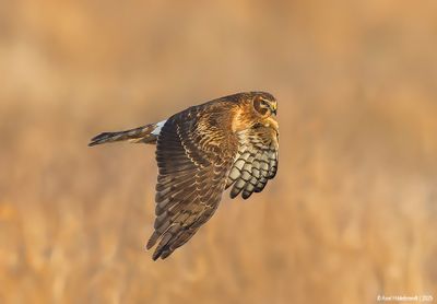 NorthernHarrier73c1234.jpg