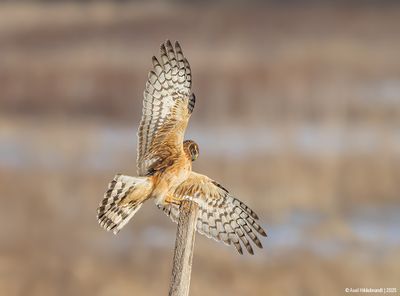 NorthernHarrier74c9892.jpg