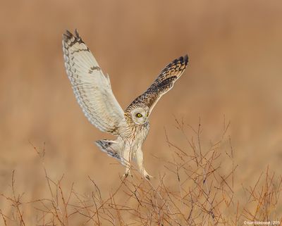 Short-earedOwl11c8238.jpg