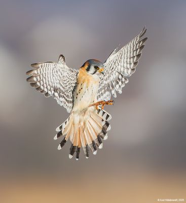 American Kestrel