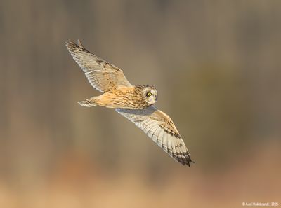Short-eared Owl