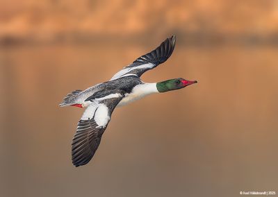CommonMerganser63c8489.jpg