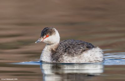 HornedGrebe09c2441.jpg