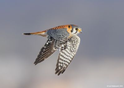 AmericanKestrel10c7173.jpg