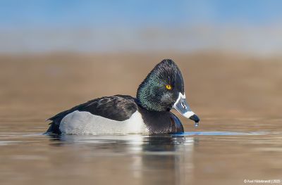 Ring-neckedDuck17c6542.jpg