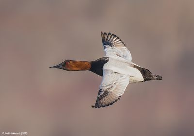 Canvasback03c2536.jpg