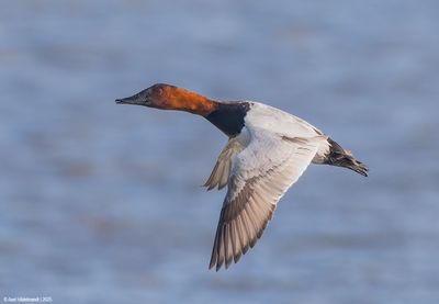 Canvasback04c2068.jpg
