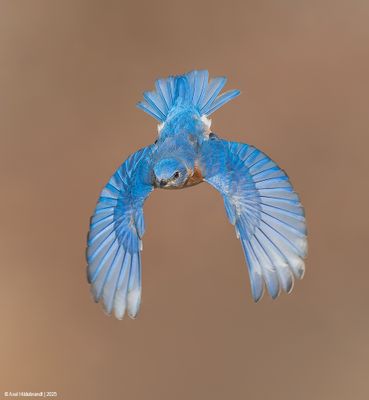 EasternBluebird28c4665.jpg