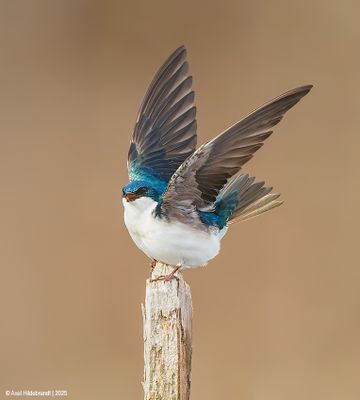TreeSwallow91c1051.jpg