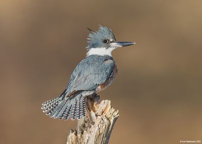 BeltedKingfisher44c5682.jpg