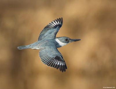 BeltedKingfisher45c5622.jpg