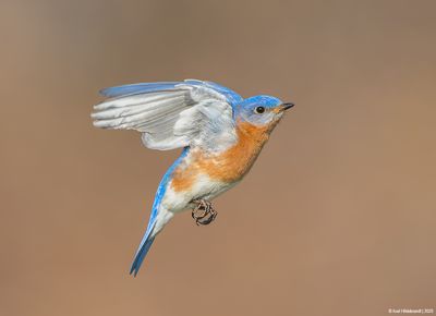 EasternBluebird29c5879.jpg