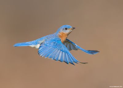 EasternBluebird30c5880.jpg