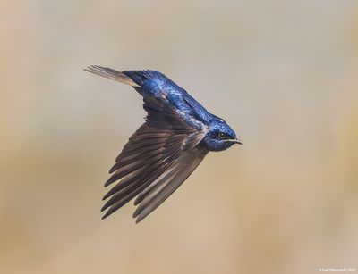 PurpleMartin31c8179.jpg