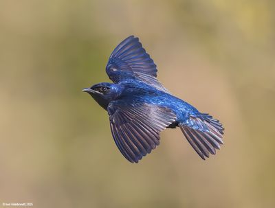 PurpleMartin34c6559.jpg