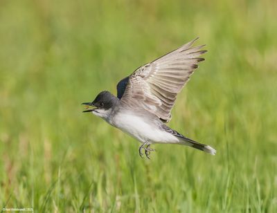 Eastern Kingbird