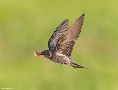 Purple Martin