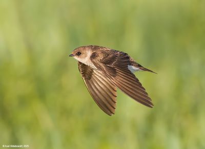 Northern Rough-winged Swallow