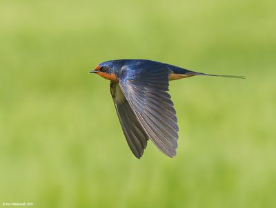 Barn Swallow