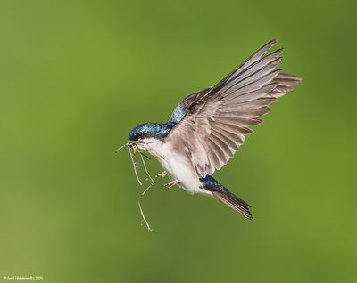 Tree Swallow