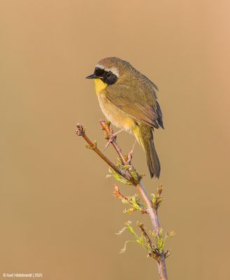 Common Yellowthroat