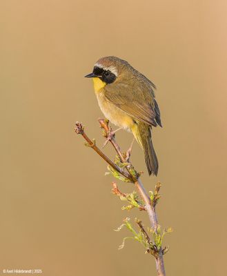 Common Yellowthroat